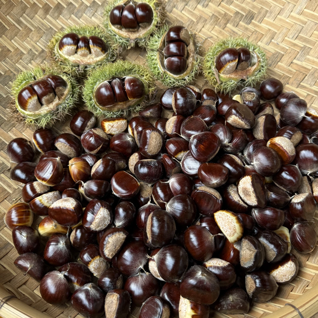 正宗封开长岗马欧油栗，粉糯香甜