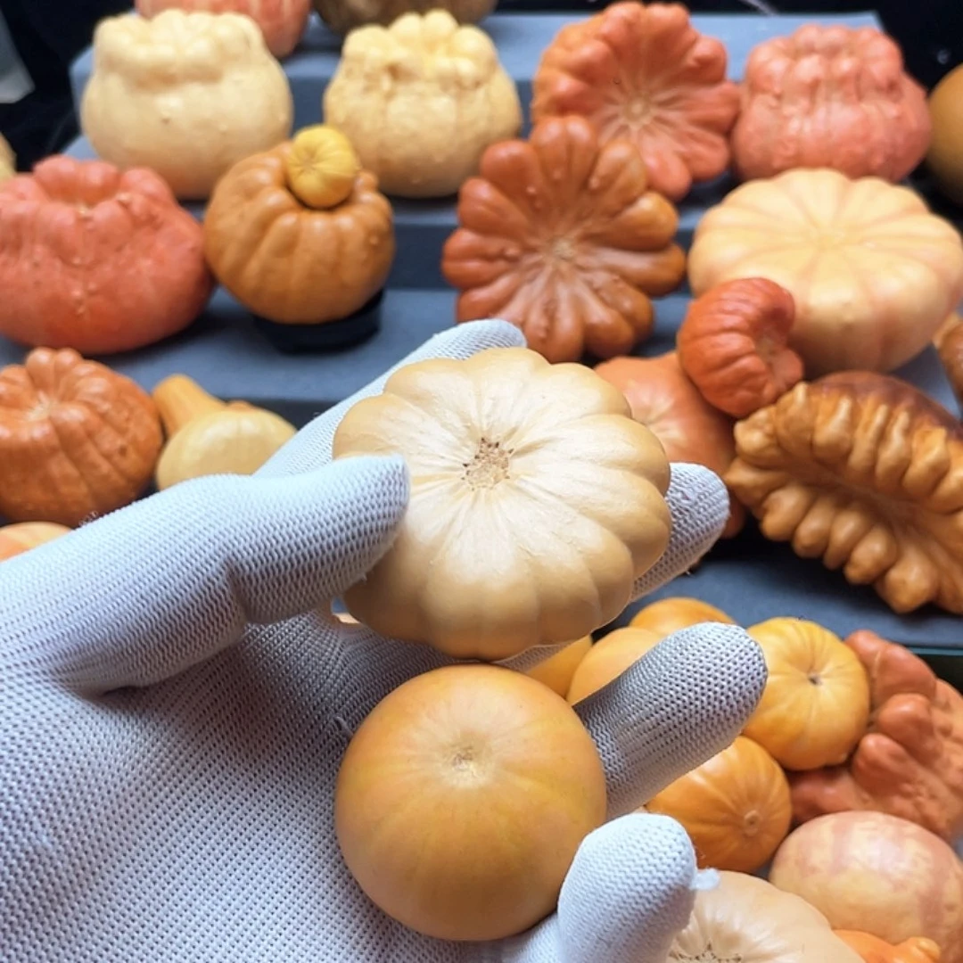 巨***计墨西哥葫芦微瑕不退不换