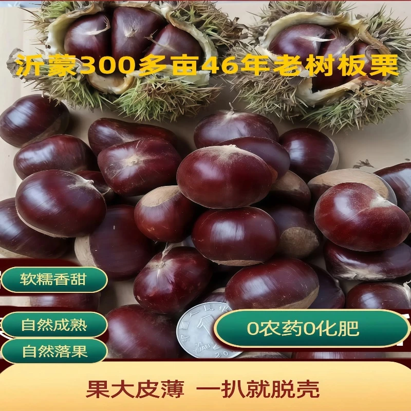 2025年沂蒙山46年老树新鲜老品种油板栗高山栗子香甜软糯坏果包赔