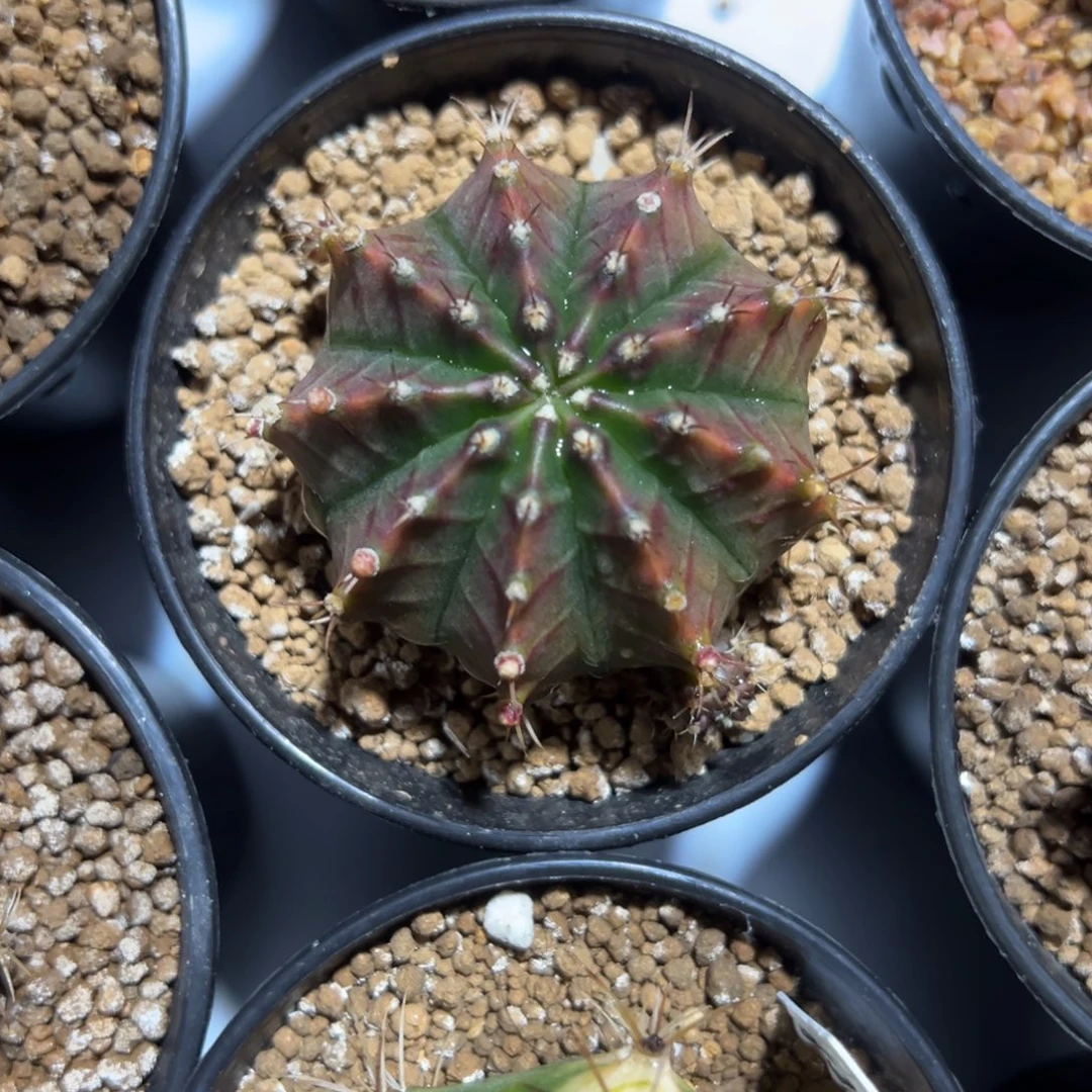 萨拉曼尼侧芽自根带盆土发货