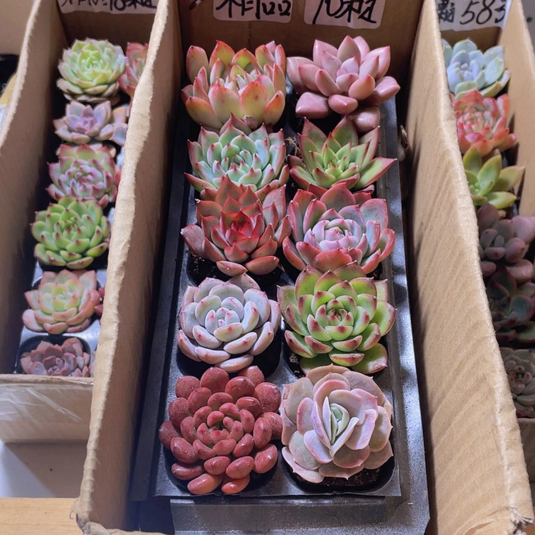 【闪购商品】【量拍】10颗精品多肉约4厘米