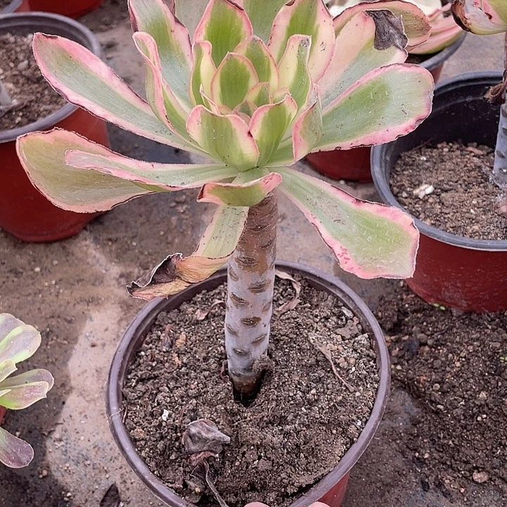 276艳资锦多肉植物法师
