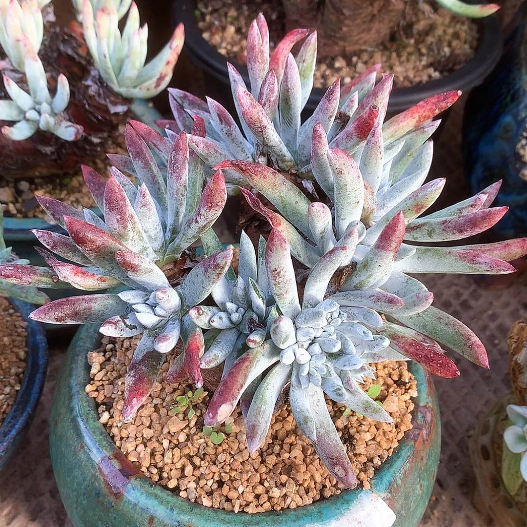 1981海瑟仙女杯多肉