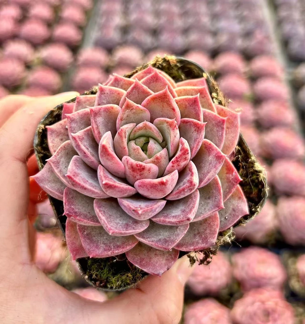 5#迷你月盈 多肉植物前男友精品多肉SM608