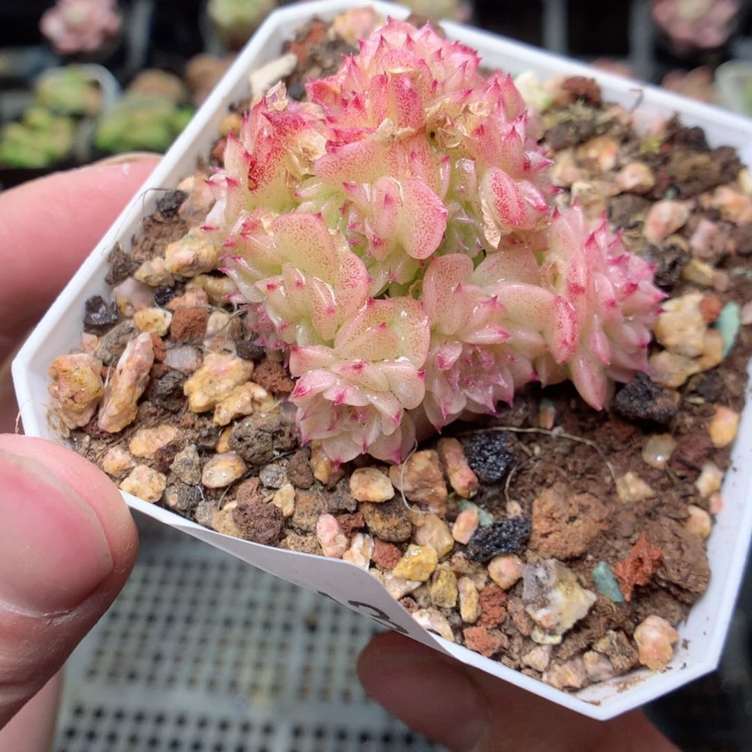 E43y y y y y y y y y