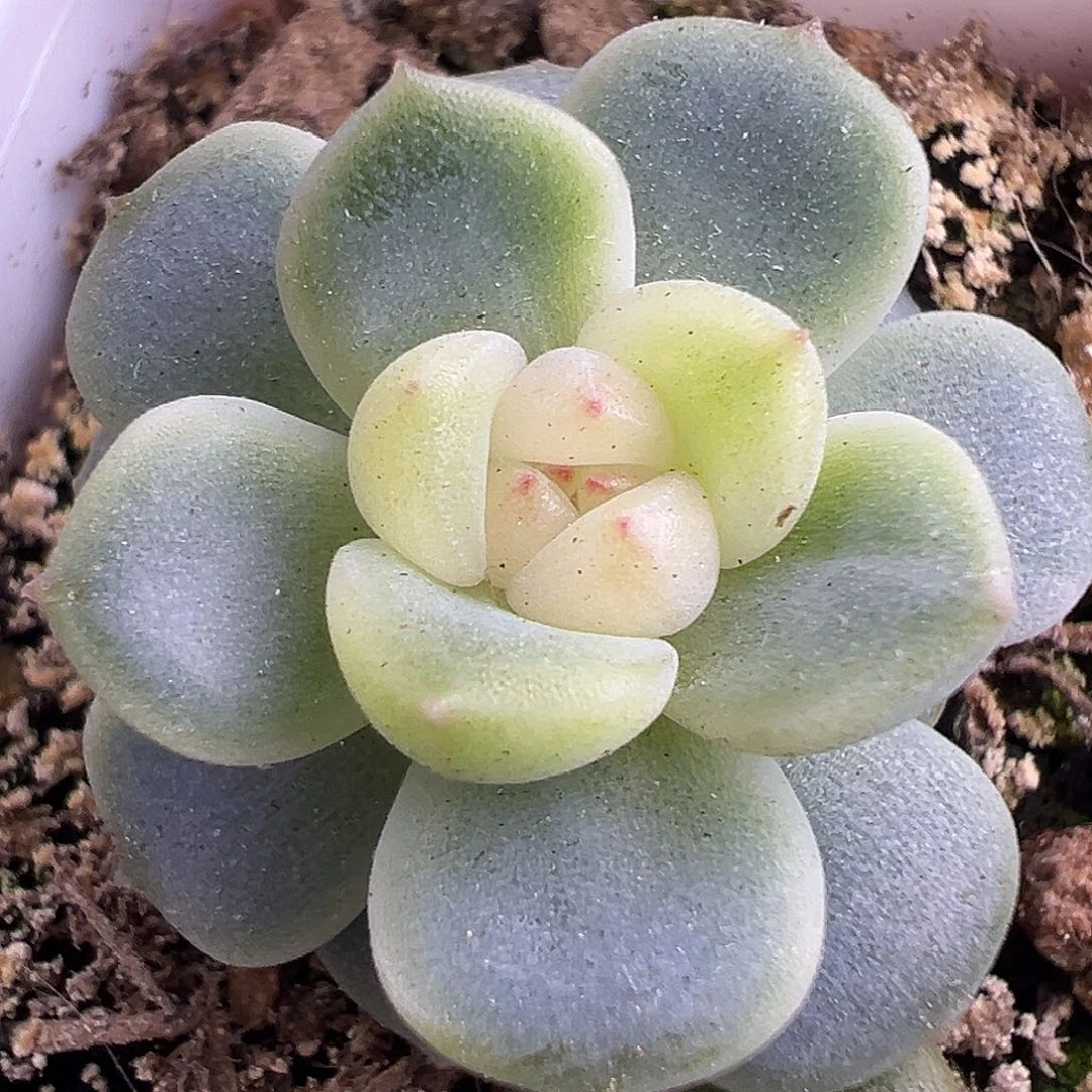 P76甜心。