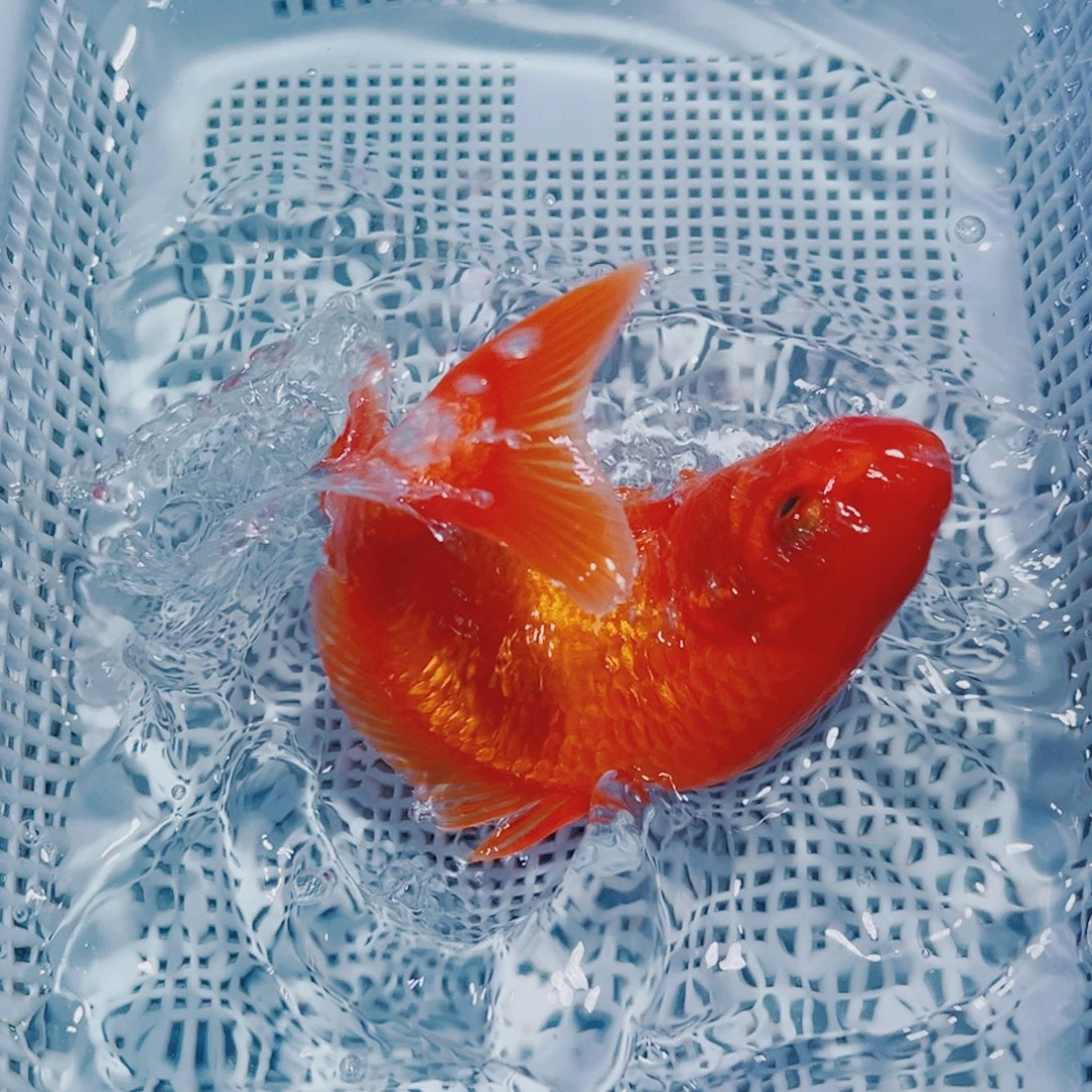 海水鱼锦鲤观赏鱼