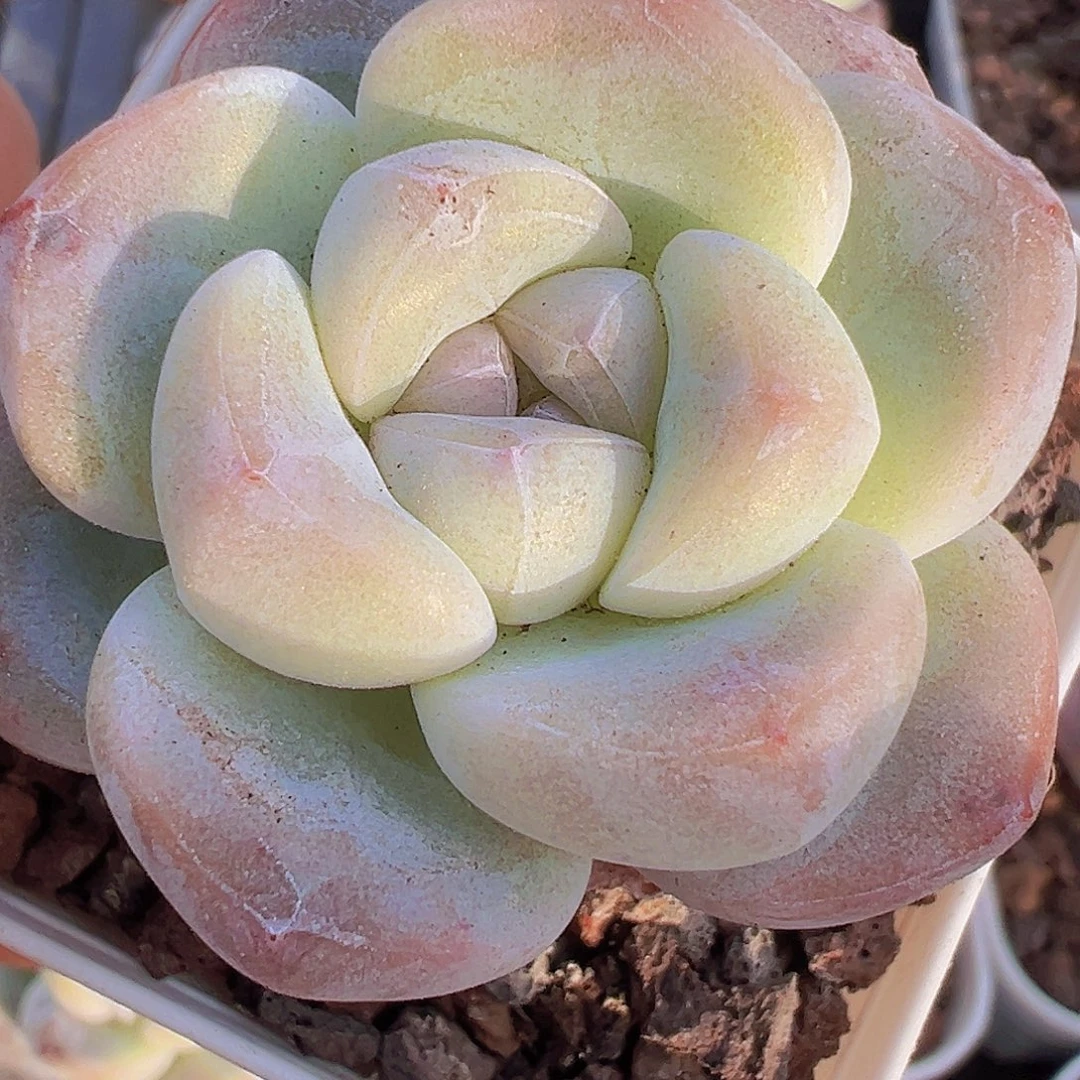 单头精品冰玉2颗19包邮多肉