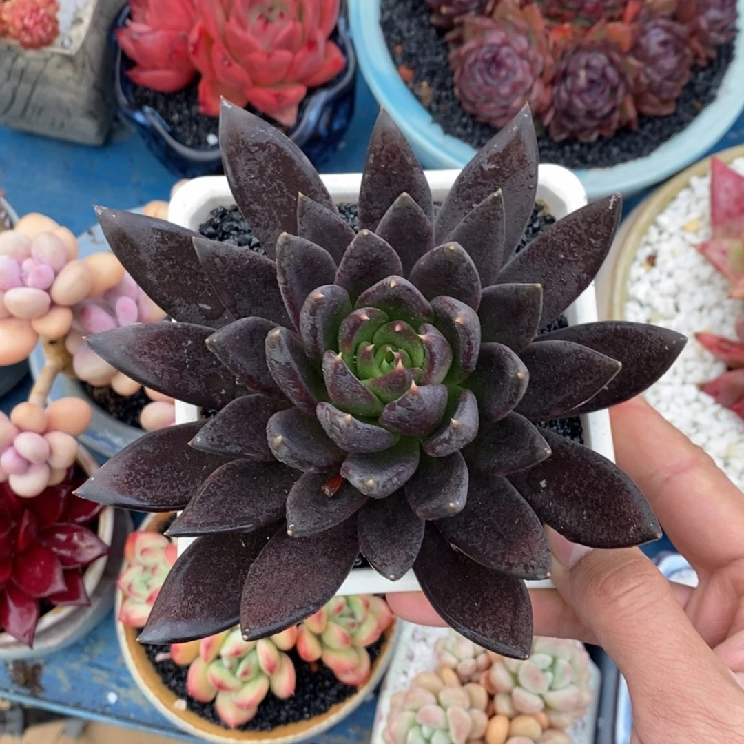 多肉植物盆栽多肉植物盆栽多肉