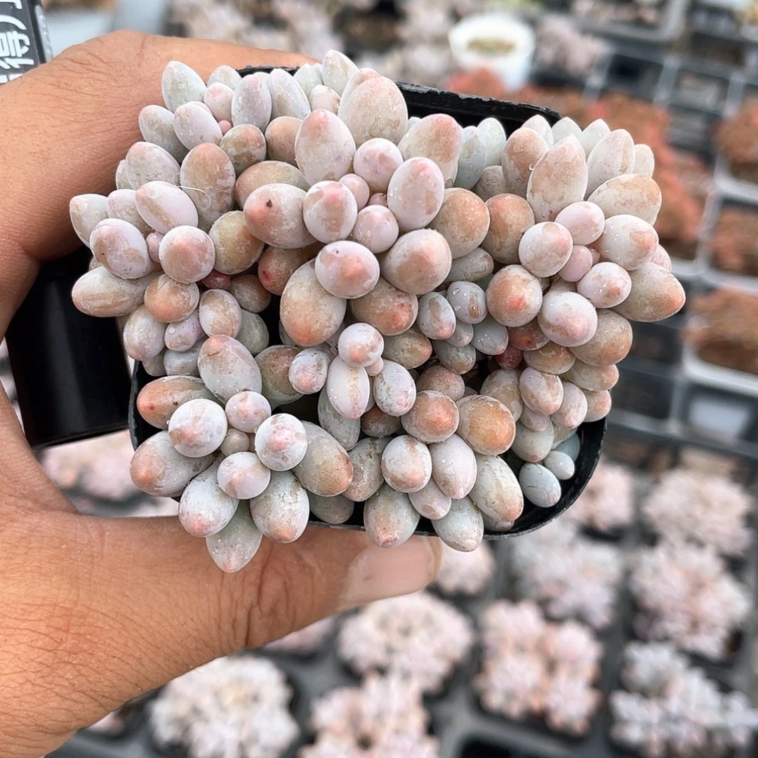 婴儿手指整群带盆发货