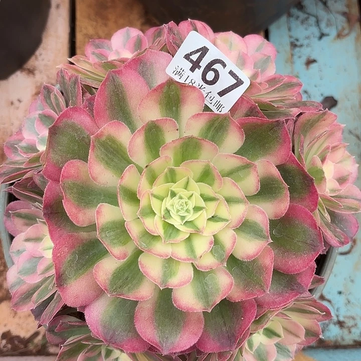 467玉姿诺米多肉法师锦不包侧枝断枝