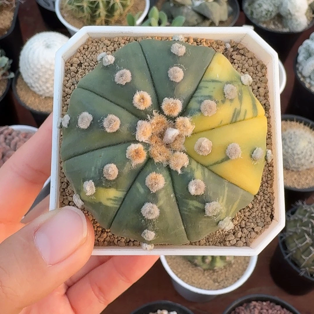 兜锦仙人球223456