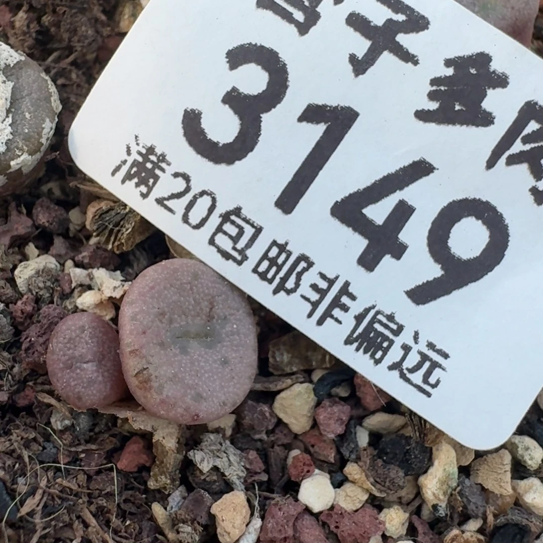 F纽扣脱土双头。