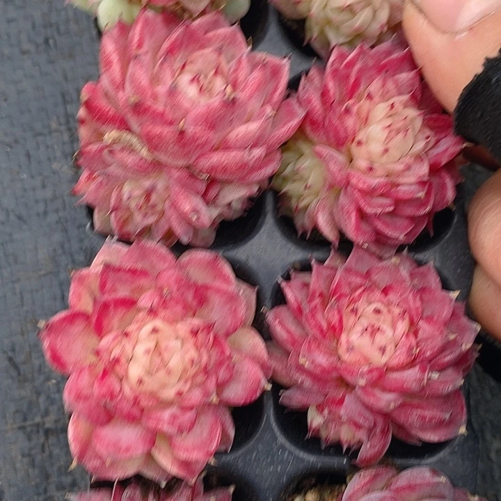 230 多肉植物盆栽花卉植物