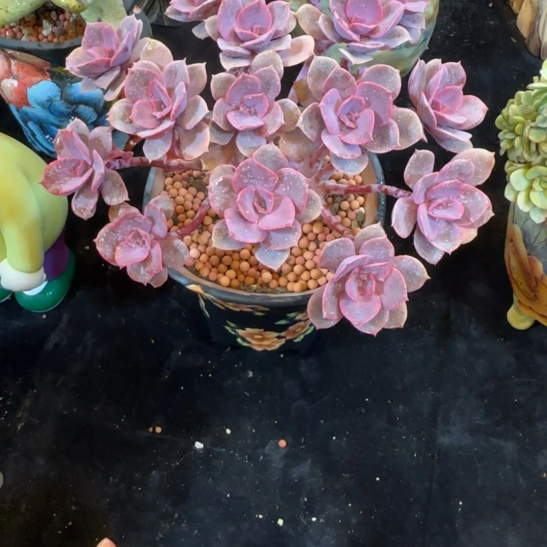 紫丁香一颗小树一颗