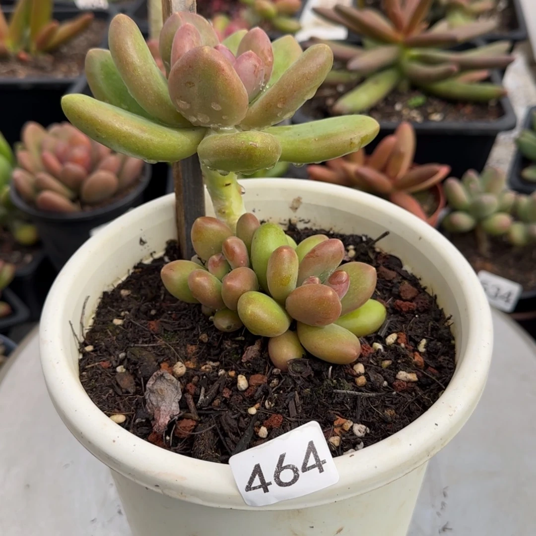 464号一物一拍一物一拍一物一拍