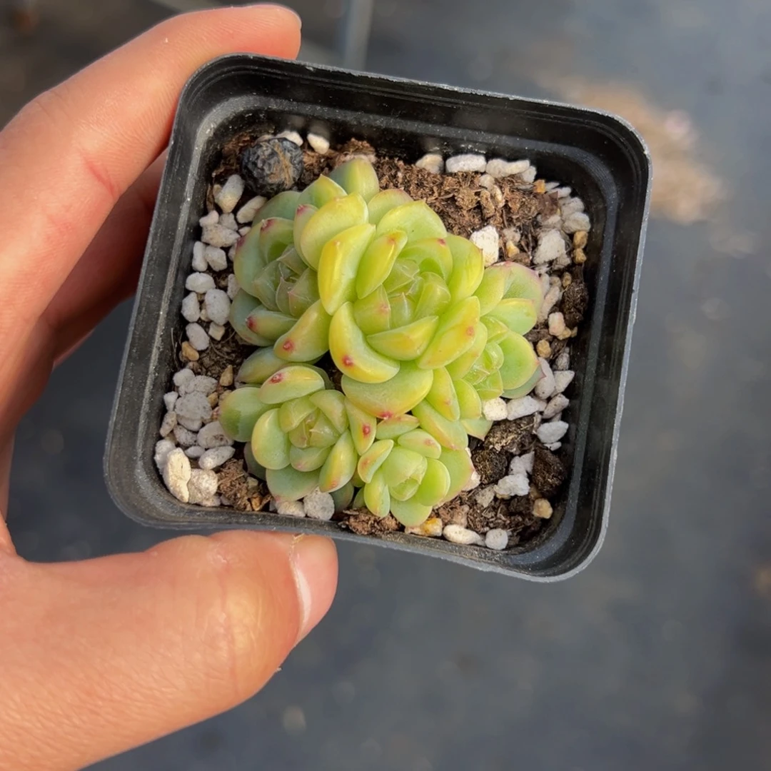 新年快乐 新年快乐