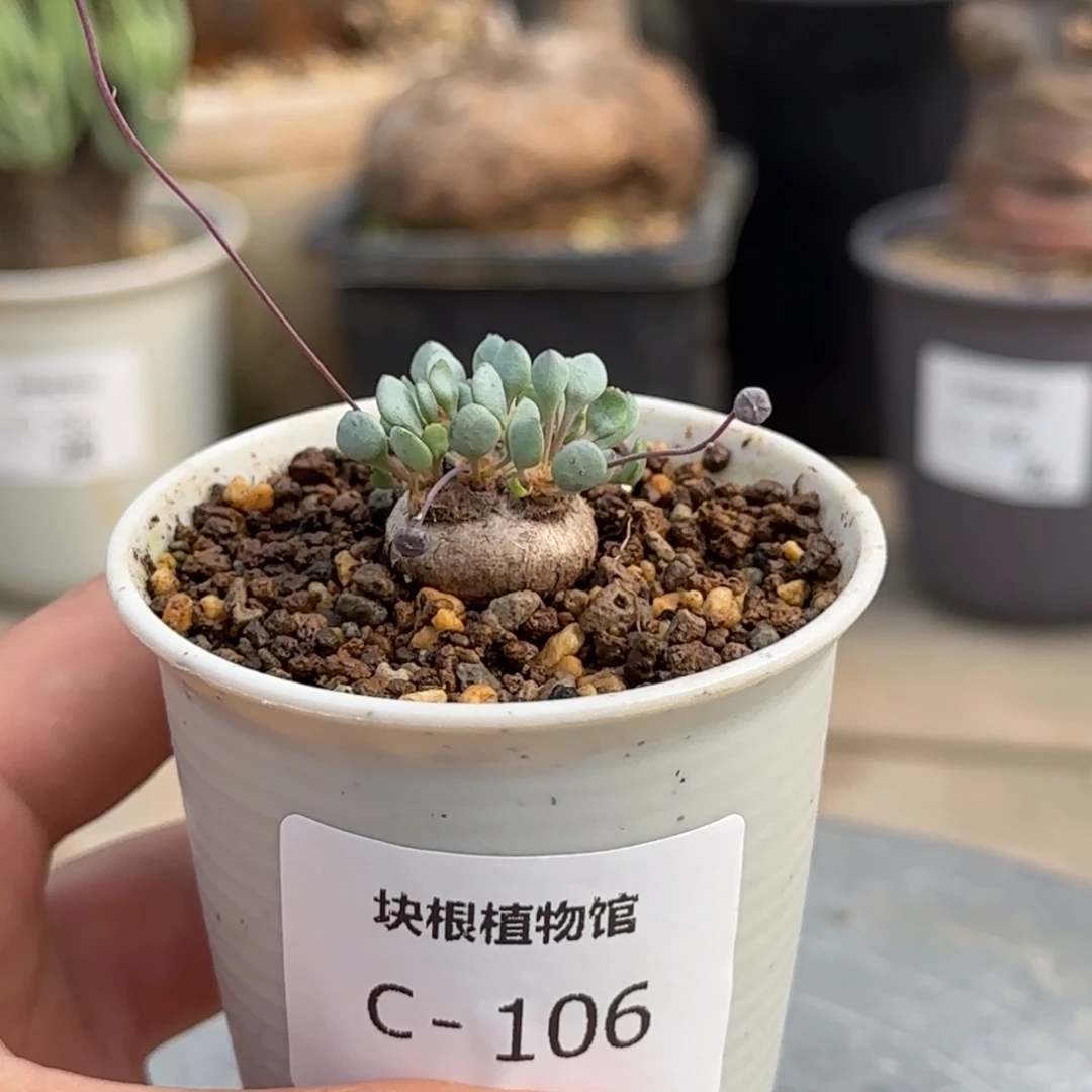 106圆叶格加块根植物