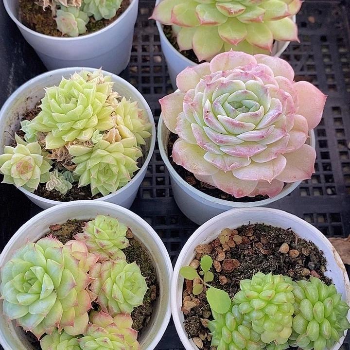 40 多肉植物盆栽花卉