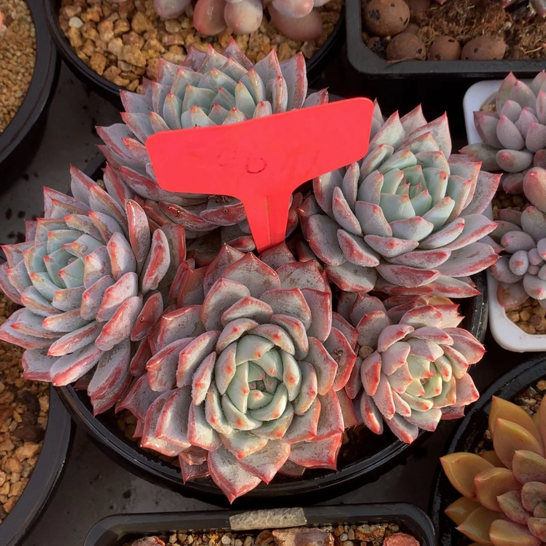 粉蓝鸟72272727273737