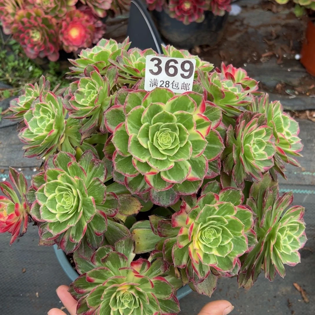 多肉植物369万花筒不包断枝