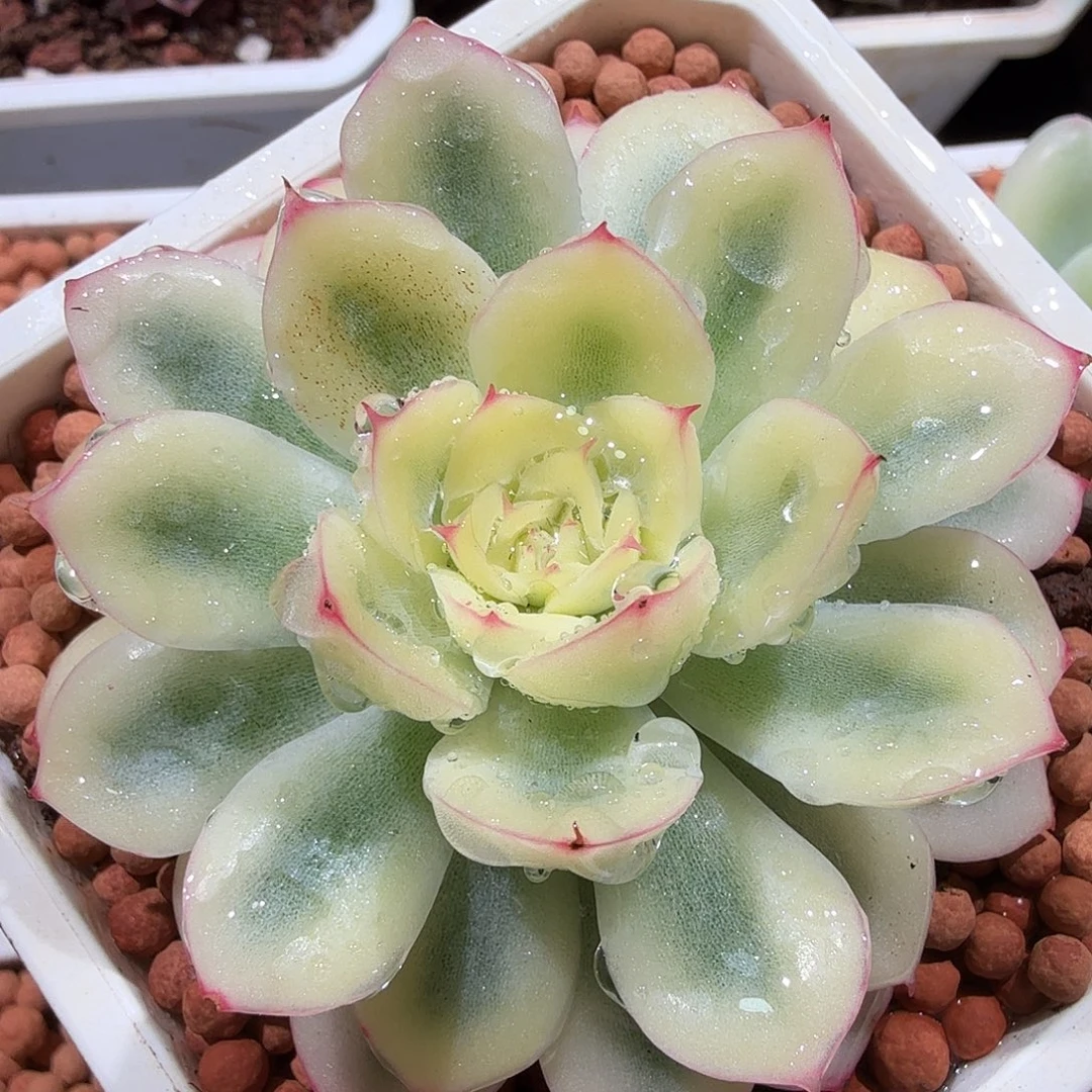 武仙座宽覆轮锦，多肉植物