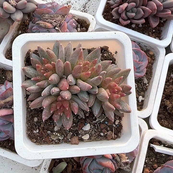 青蛙王子儿童牙膏111