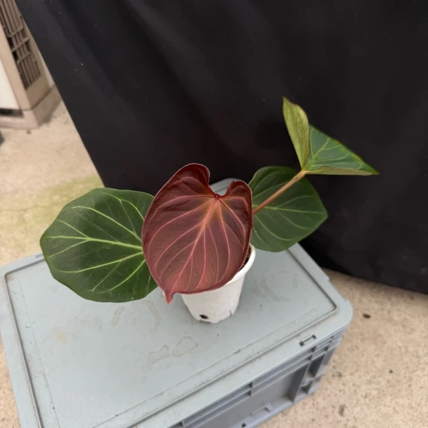 进口kos 养定花烛热植