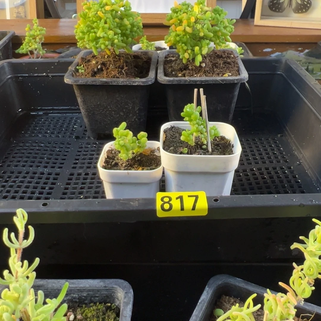 枝干番杏多肉植物817