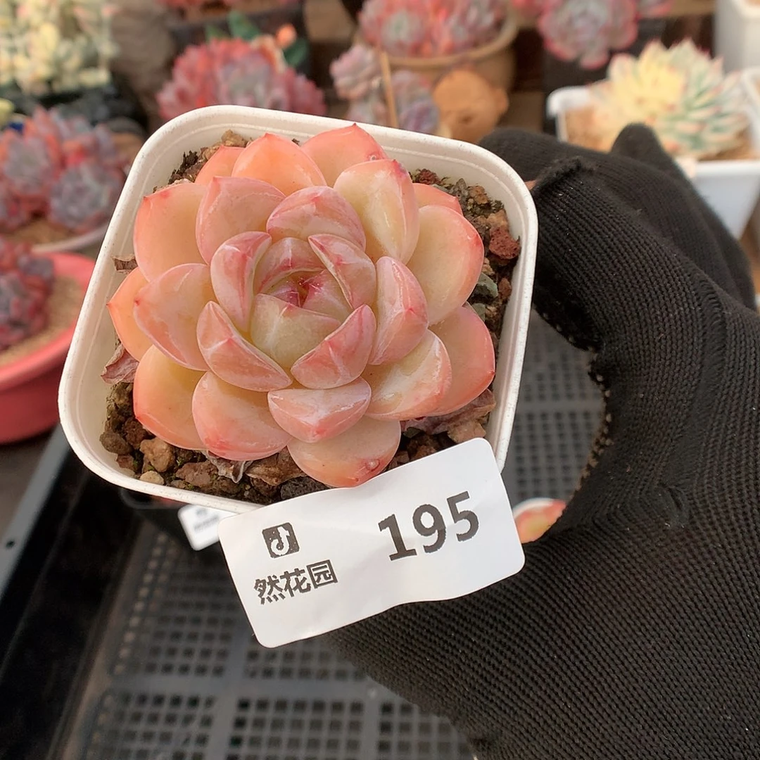 195珍妮多肉植物6666
