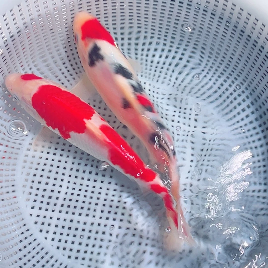 锦鲤锦鲤观赏鱼1111