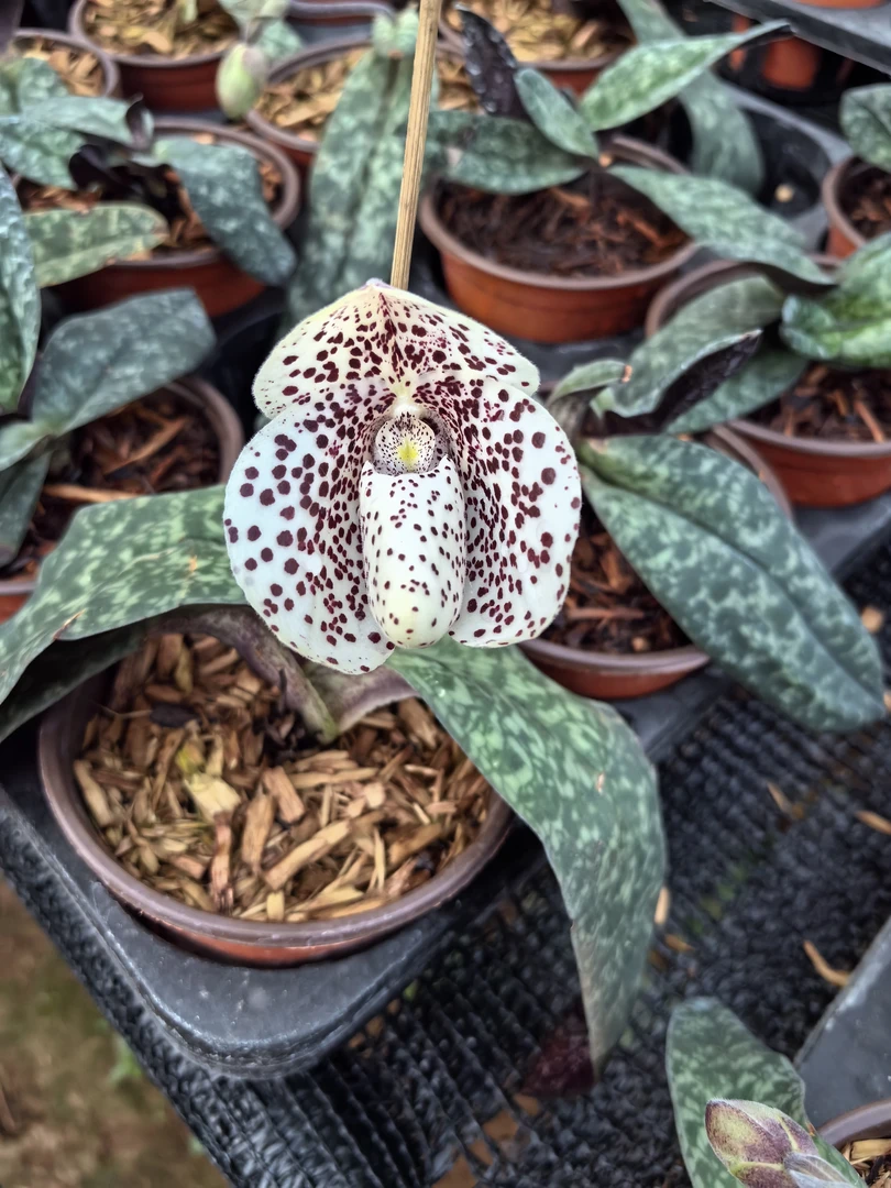巨瓣兜兰盆栽室内好养绿植花卉花后苗（无花苞）栽培后出花