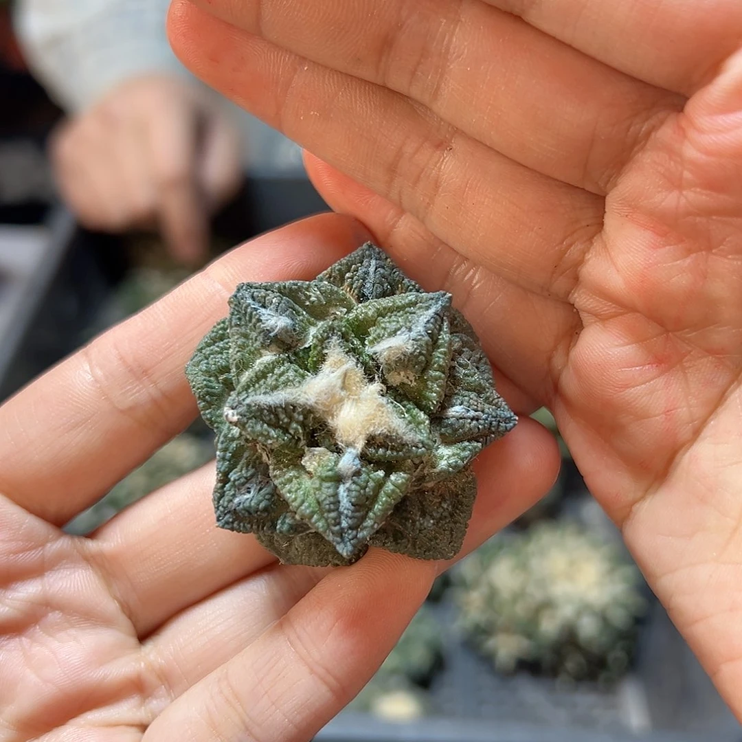 苗接无根龟甲牡丹3.8公分