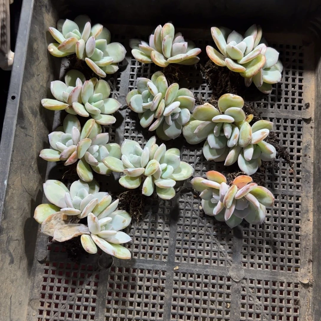 韩版奶茶10颗双头一物一拍65