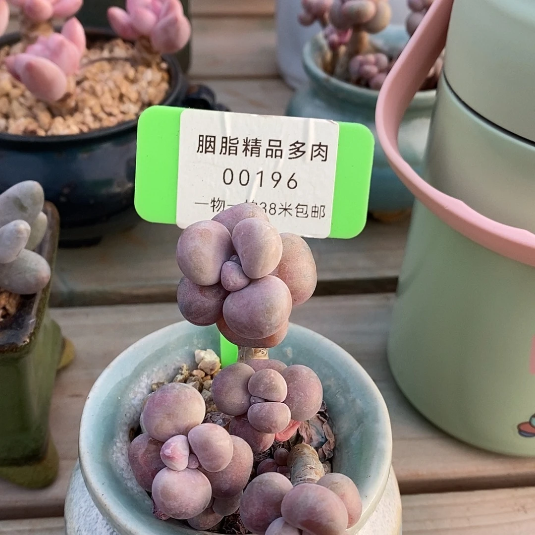 00196奥图璐璐我魔芋