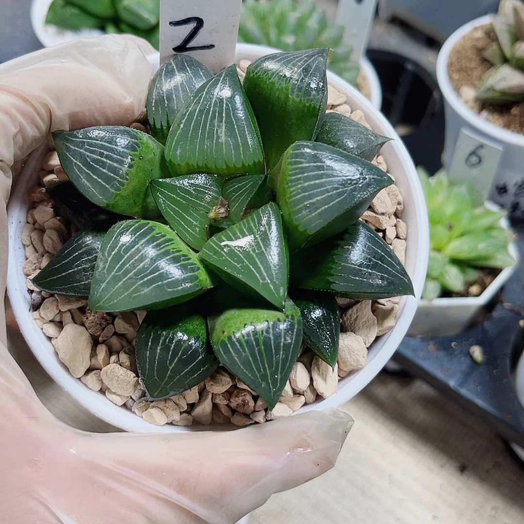 母本黑天克新手好养的