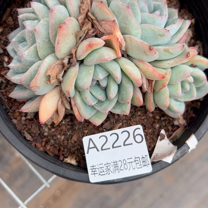 幸运的是我的朋友