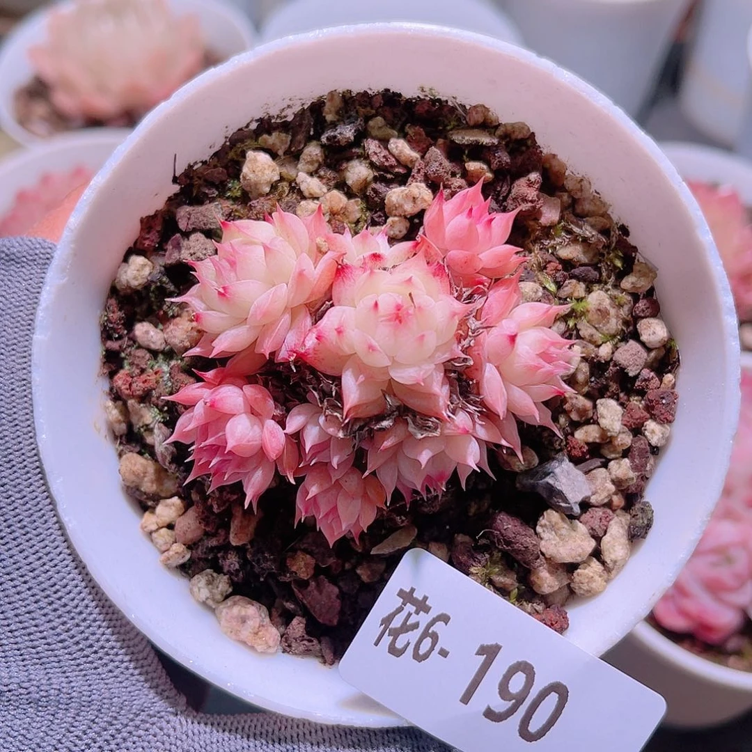 花06-190海王群生