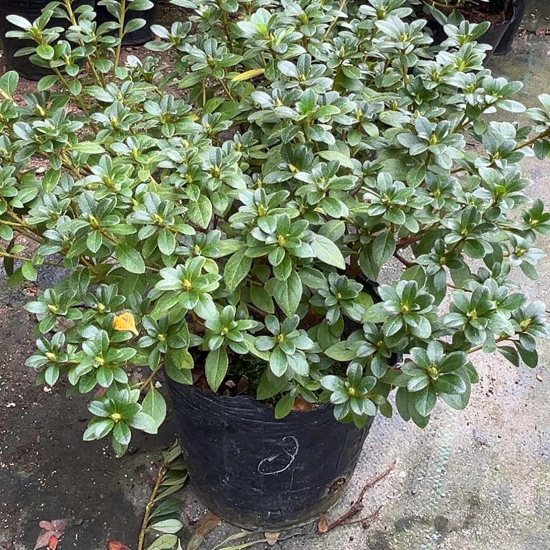 四季小玫瑰杜鹃花