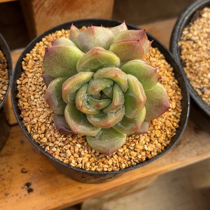 加勒比海蓝 夏鸣园艺