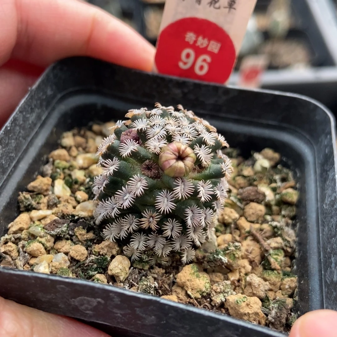 实生母本红花克氏2.7cm