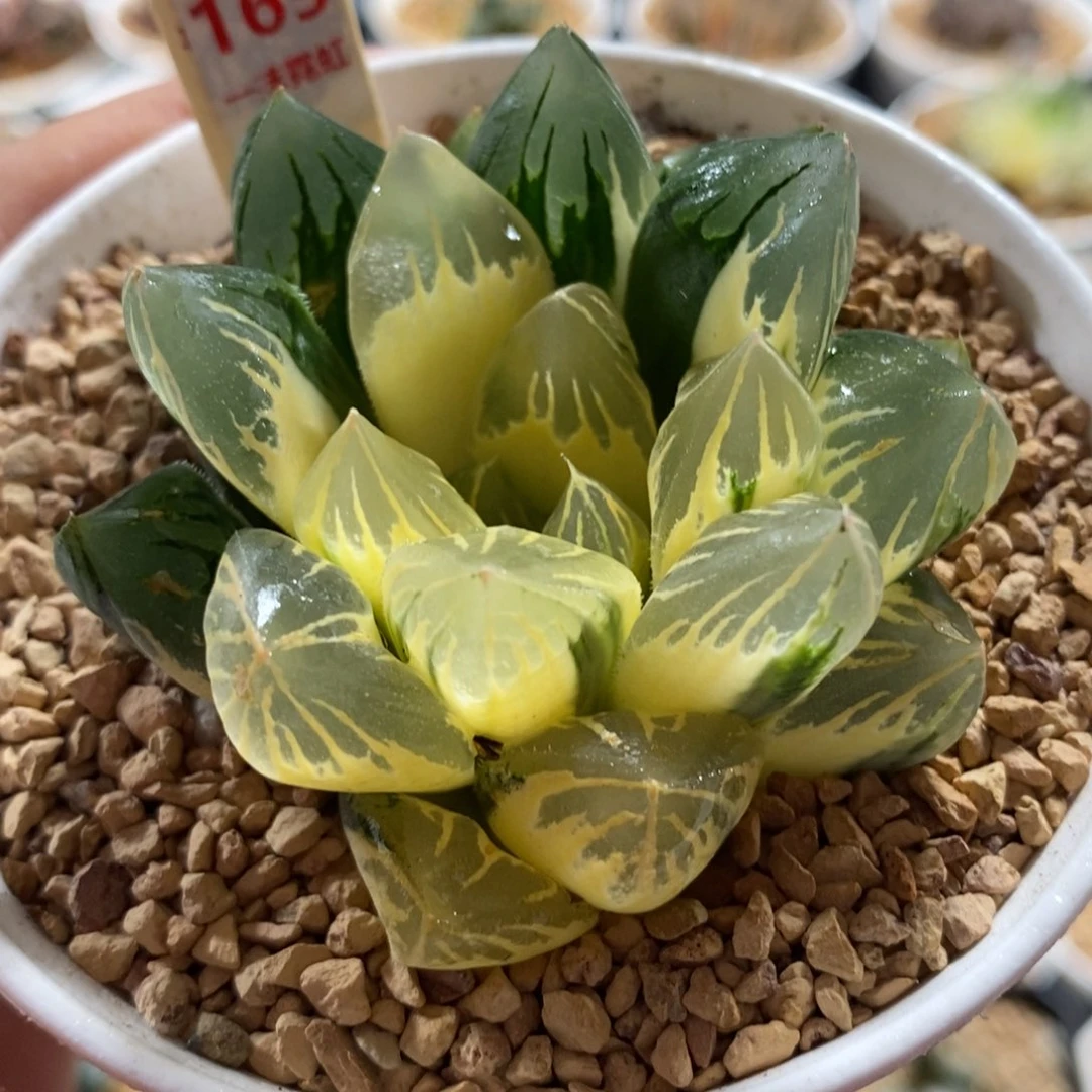 169湖斑花水晶玉露锦