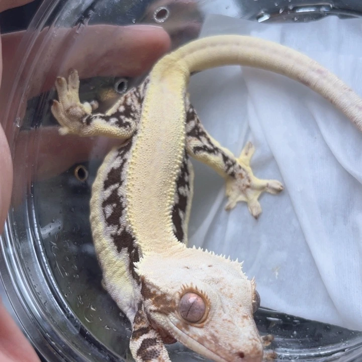 睫角守宫j23莉莉白