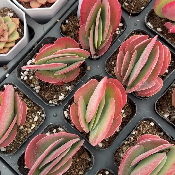 唐印一颗量拍多肉满20包邮初7发