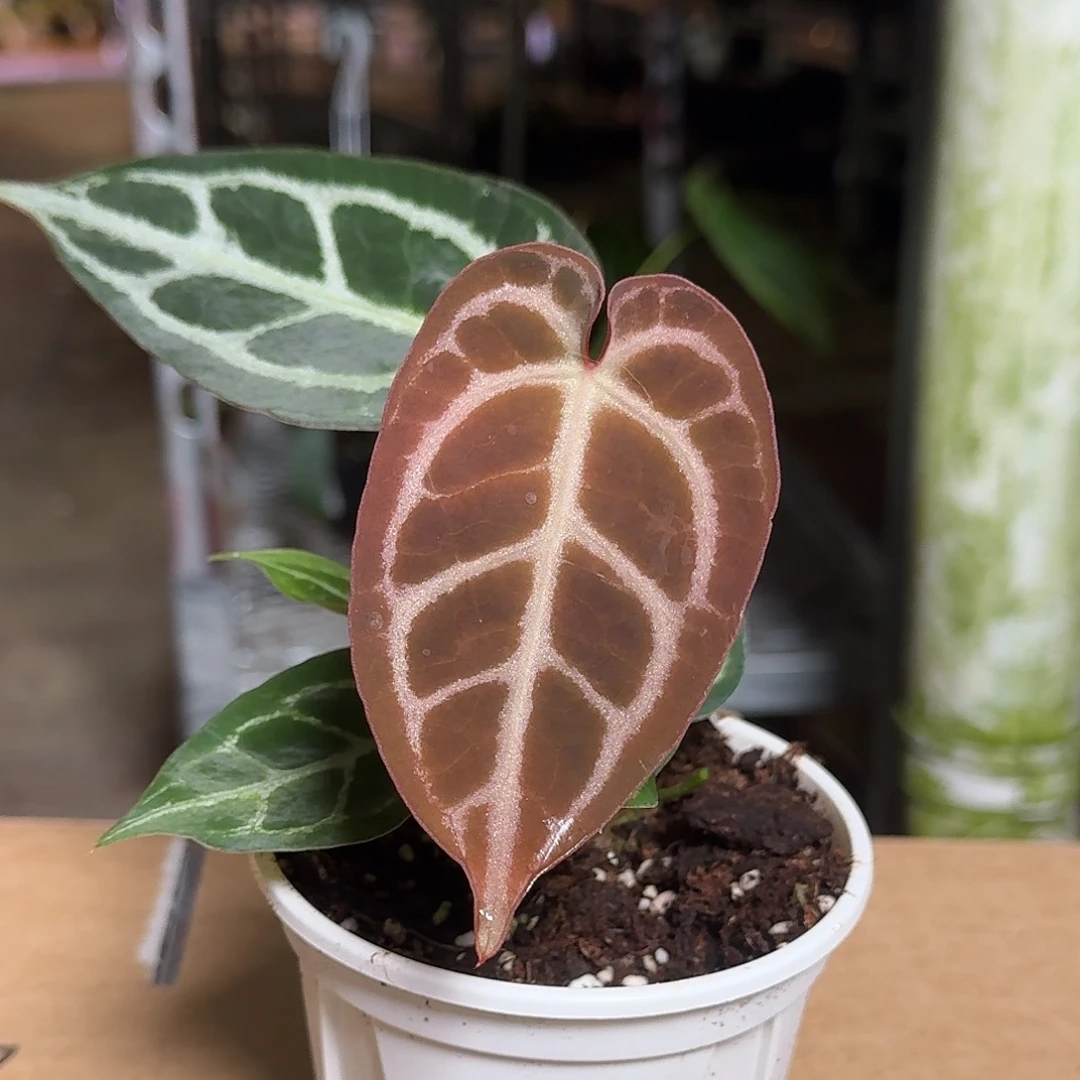 完全开放D143树莓杂