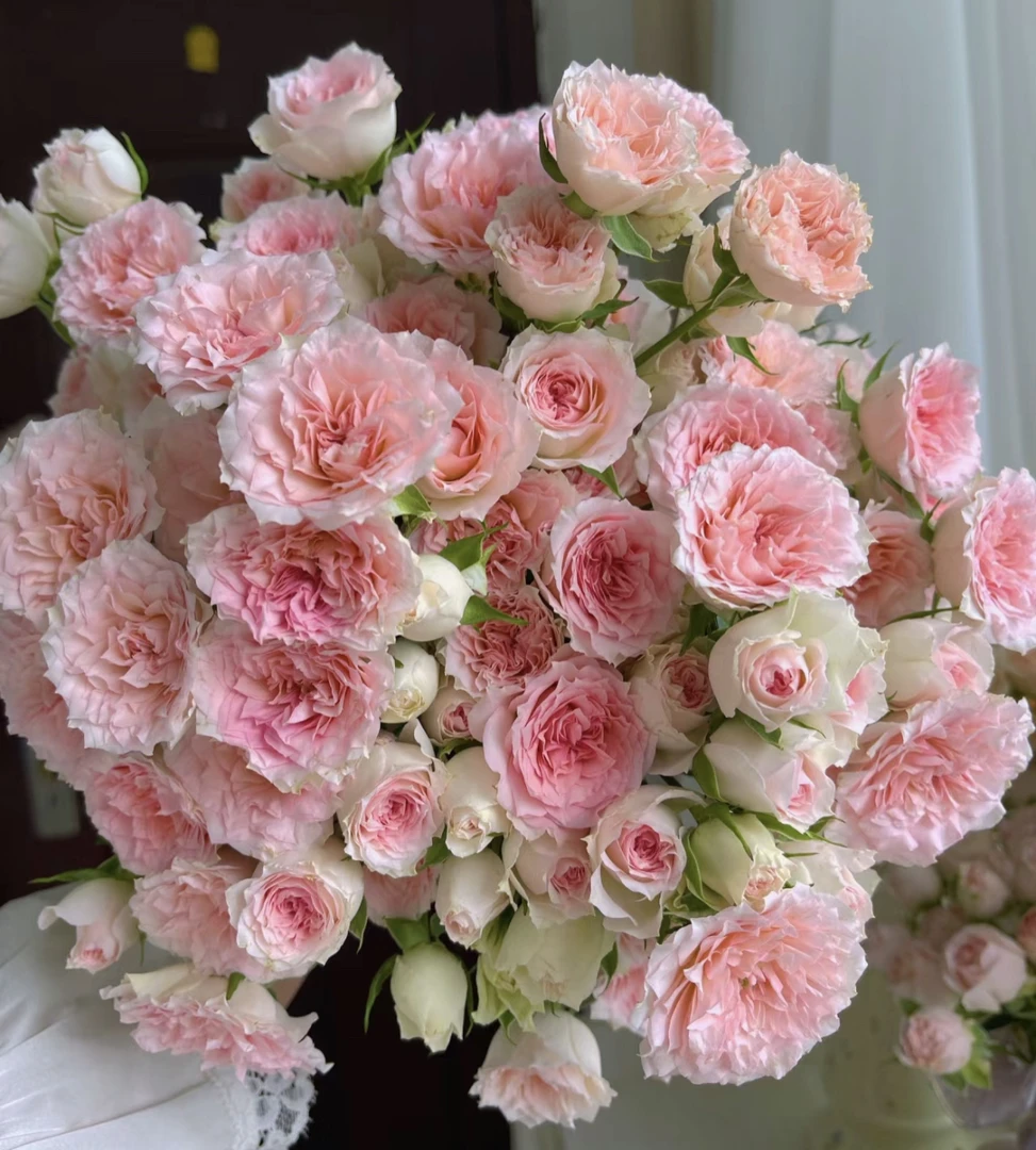 (曼）多头情迷罗拉8支+2支防损鲜花任意满2单包邮