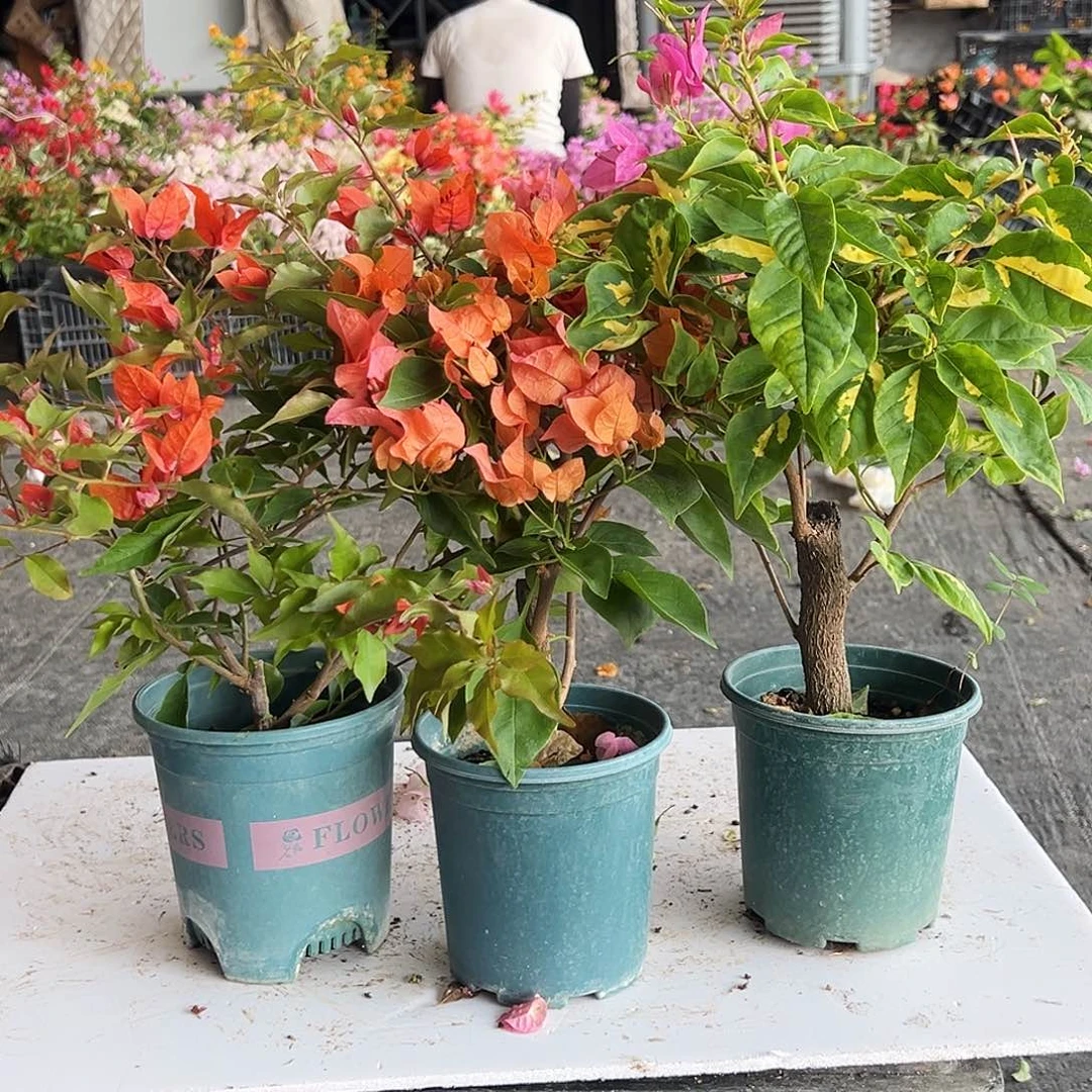 大部分花苞少量开放红桑巴，波妹，金心双色组合