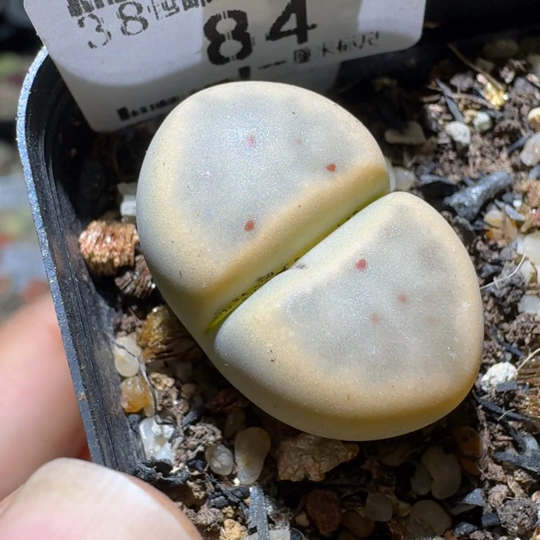 Ssss便宜出了清仓84