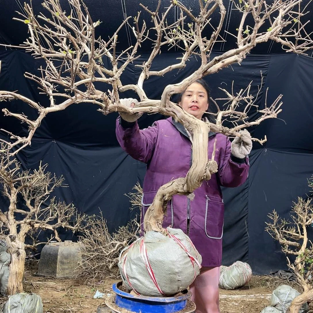 金银花的故事是一个人的