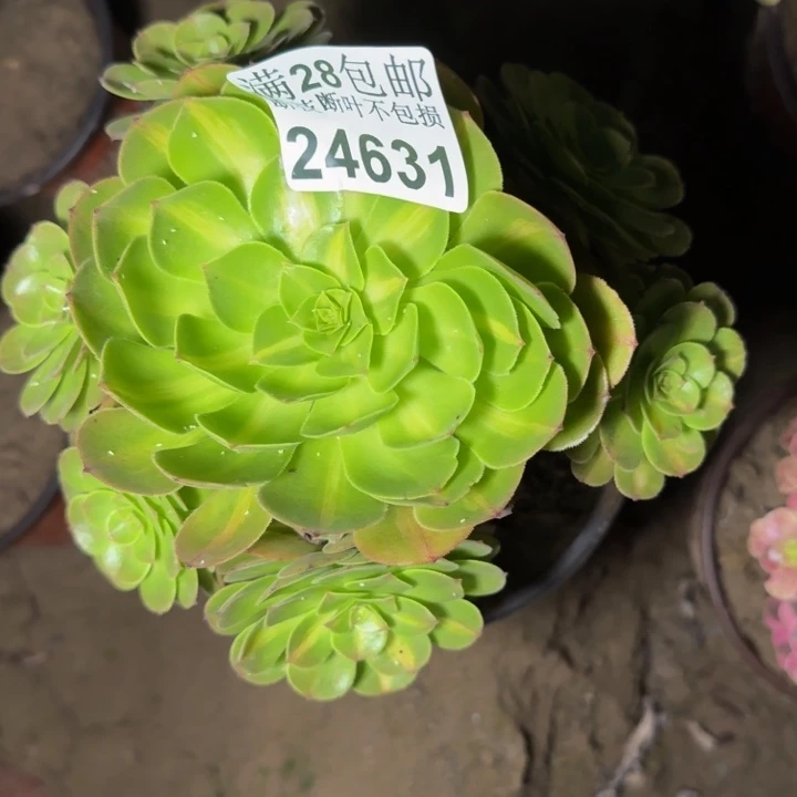 24631南抹茶多肉植物